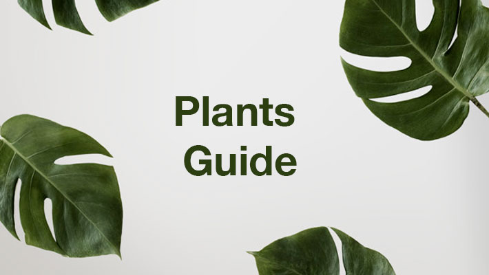 Plants Guide